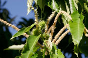 Fleurs de châtaignier